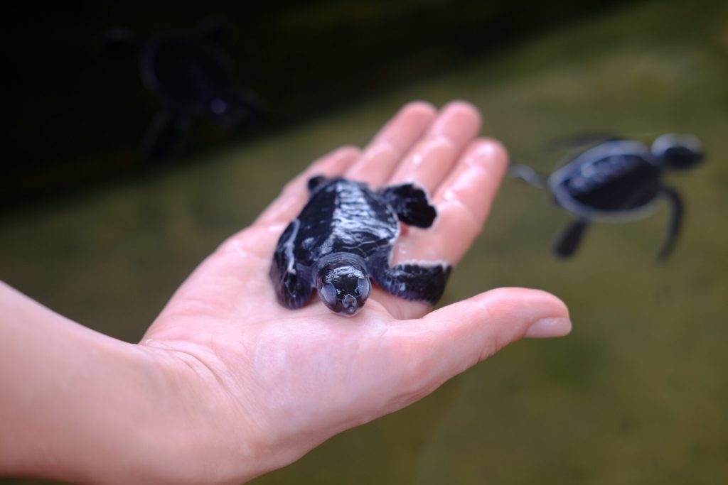 About Us: Our Mission at SOS Turtles​