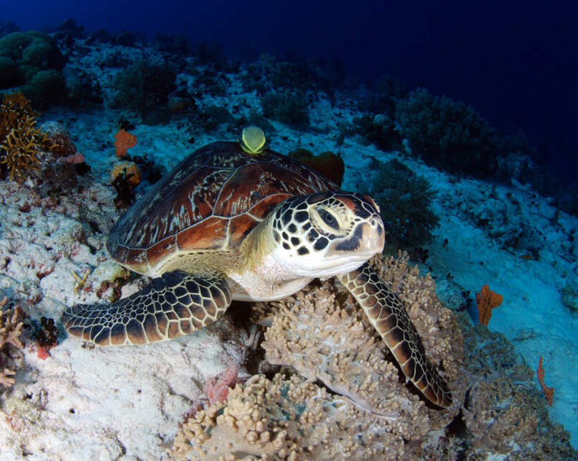 Ancient Sea Turtles: Sacred Guardians in Panama's Cultural Heritage