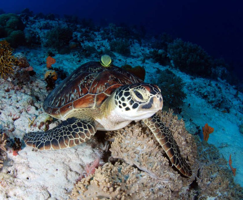 Ancient Sea Turtles: Sacred Guardians in Panama's Cultural Heritage