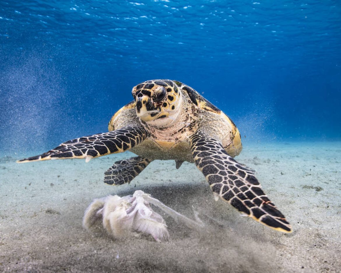 Meet Panama's Sea Turtles: Guide to Our Five Species