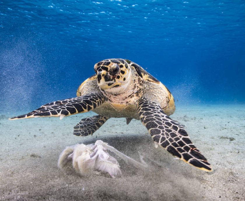 Meet Panama's Sea Turtles: Guide to Our Five Species