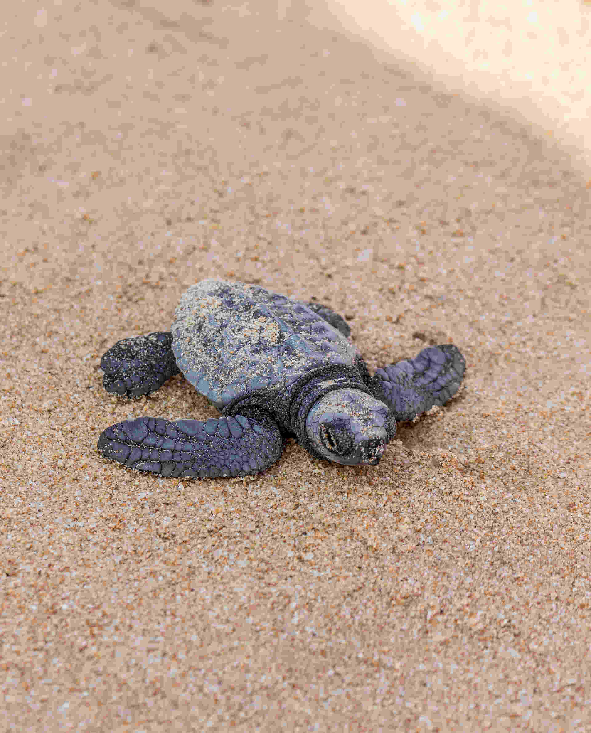 Our Purpose at SOS Turtles