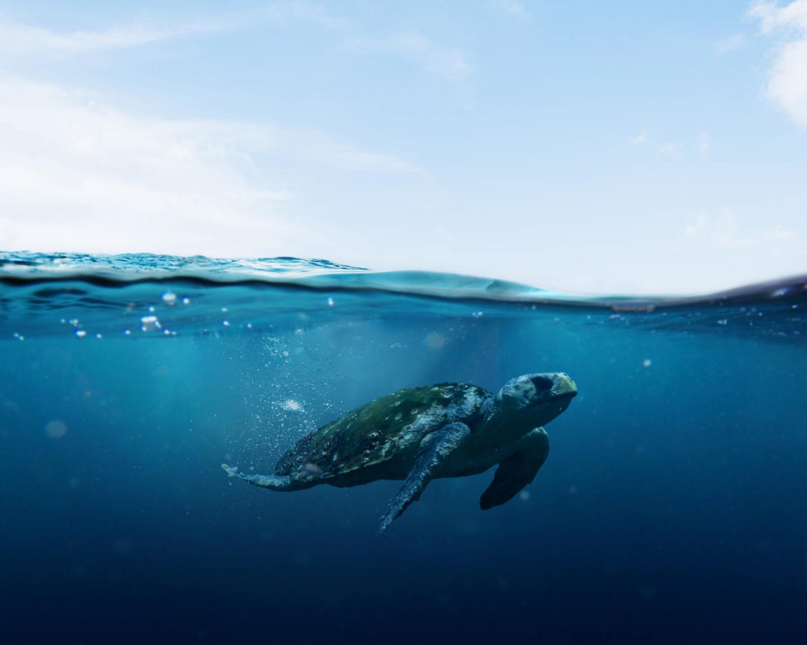 The Lifecycle of Sea Turtles: A Journey of Survival