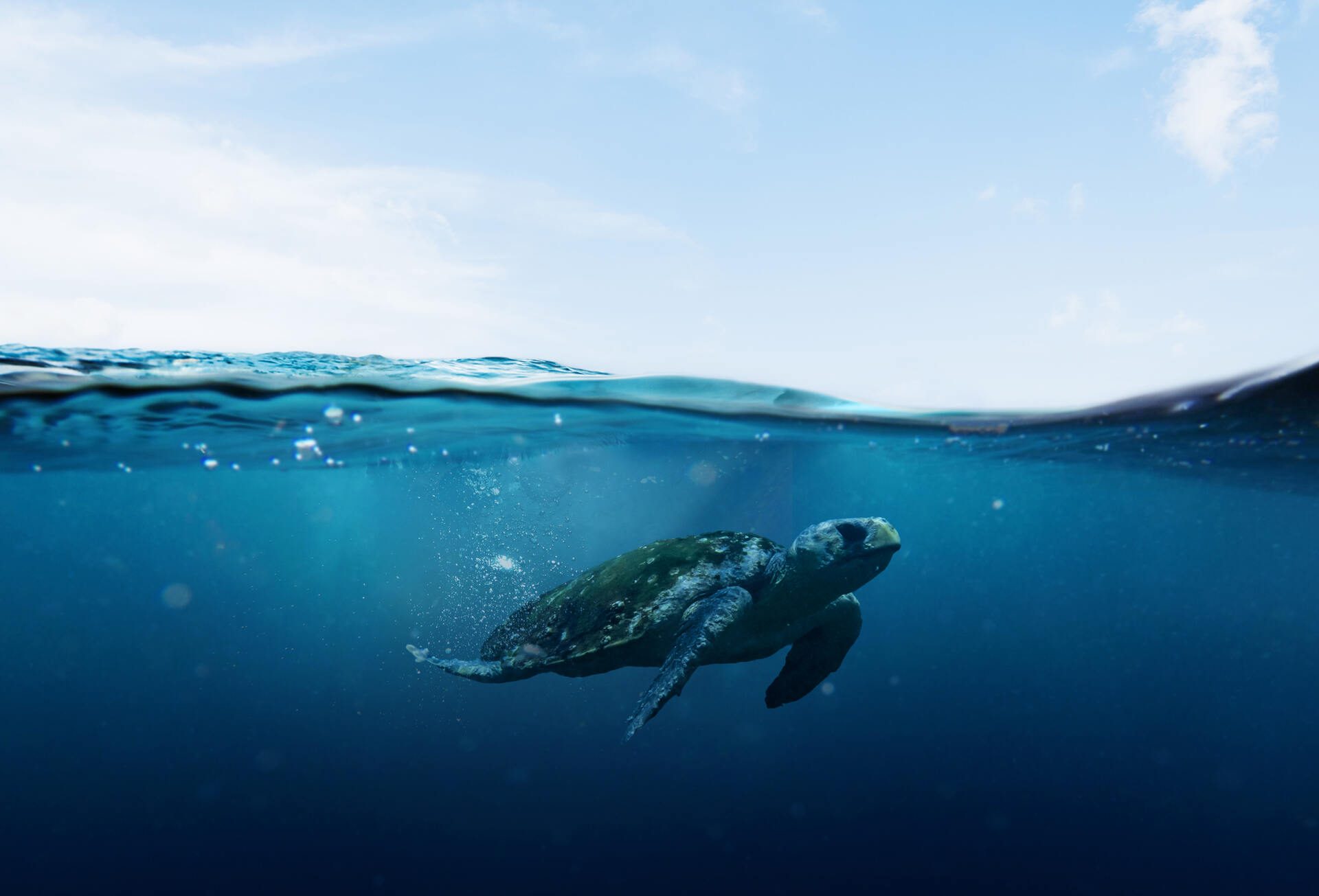The Lifecycle of Sea Turtles: A Journey of Survival