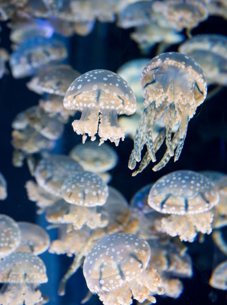 Get Involved with SOS Turtles