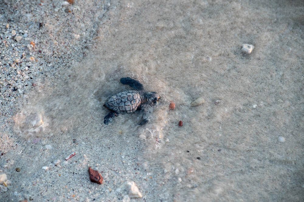 Urgent Action Needed to Protect Sea Turtle Nesting Beaches