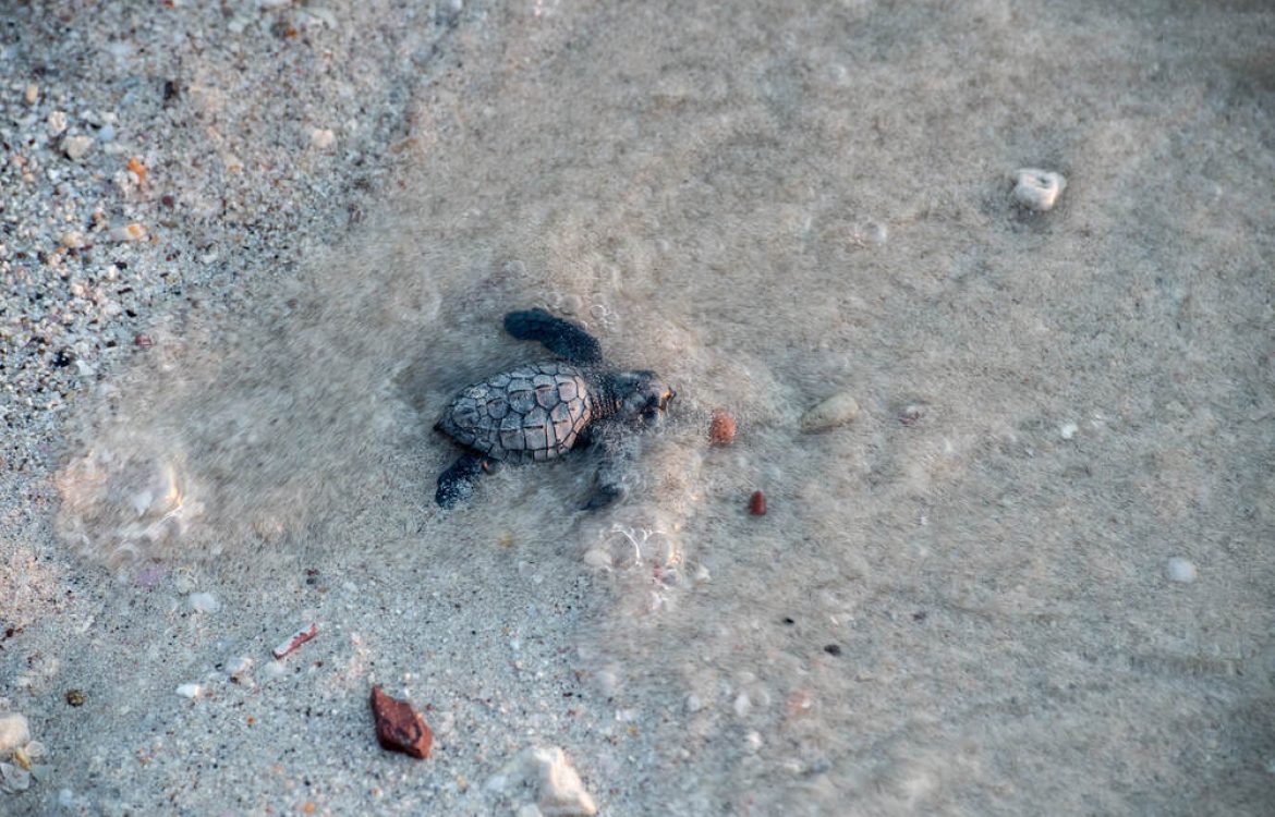 Urgent Action Needed to Protect Sea Turtle Nesting Beaches