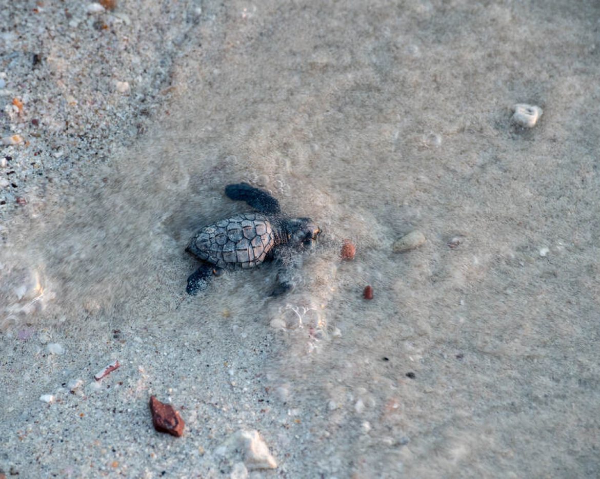 Urgent Action Needed to Protect Sea Turtle Nesting Beaches