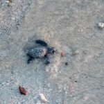 Urgent Action Needed to Protect Sea Turtle Nesting Beaches