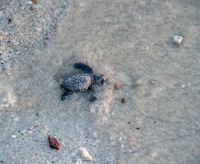 Urgent Action Needed to Protect Sea Turtle Nesting Beaches