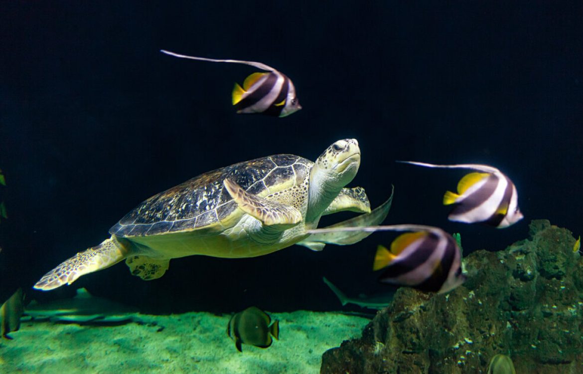 60 Years of Sea Turtle Conservation: Protecting Our Ocean Guardians