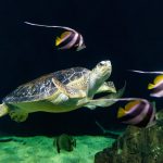 60 Years of Sea Turtle Conservation: Protecting Our Ocean Guardians
