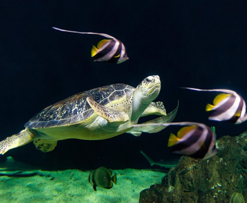60 Years of Sea Turtle Conservation: Protecting Our Ocean Guardians